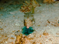 Tokong Laut [ 31 images ]